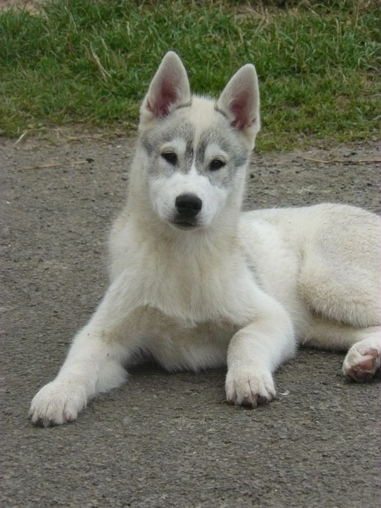 Of Wolf's Sun - Chiot disponible  - Siberian Husky