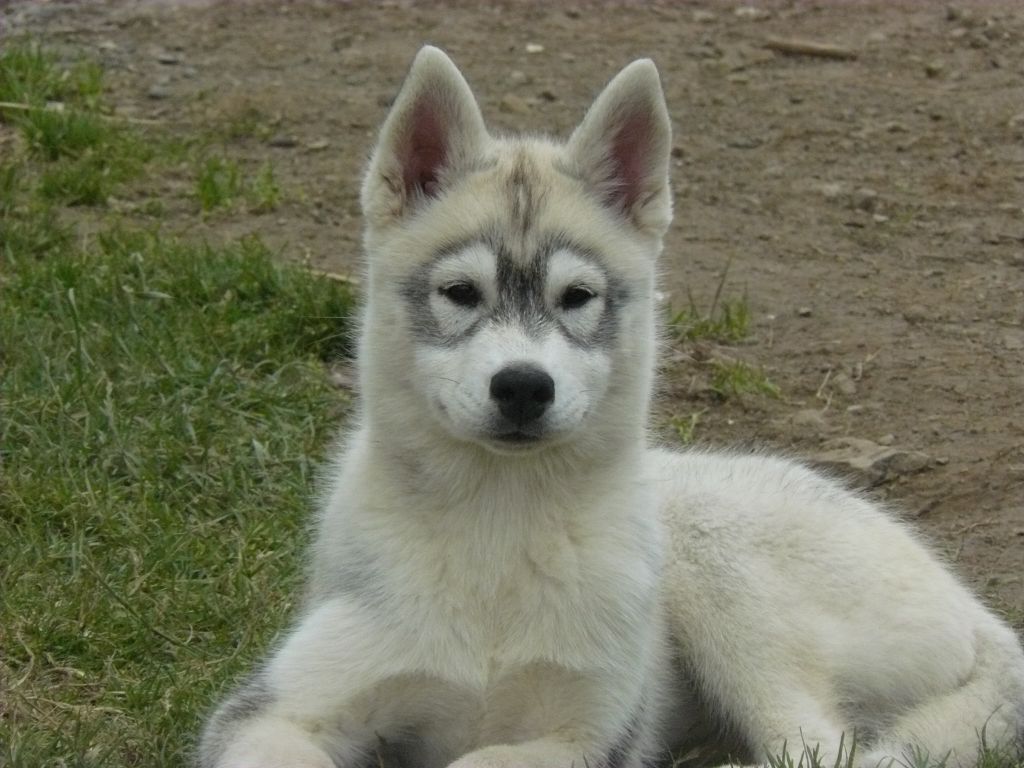 Of Wolf's Sun - Chiot disponible  - Siberian Husky