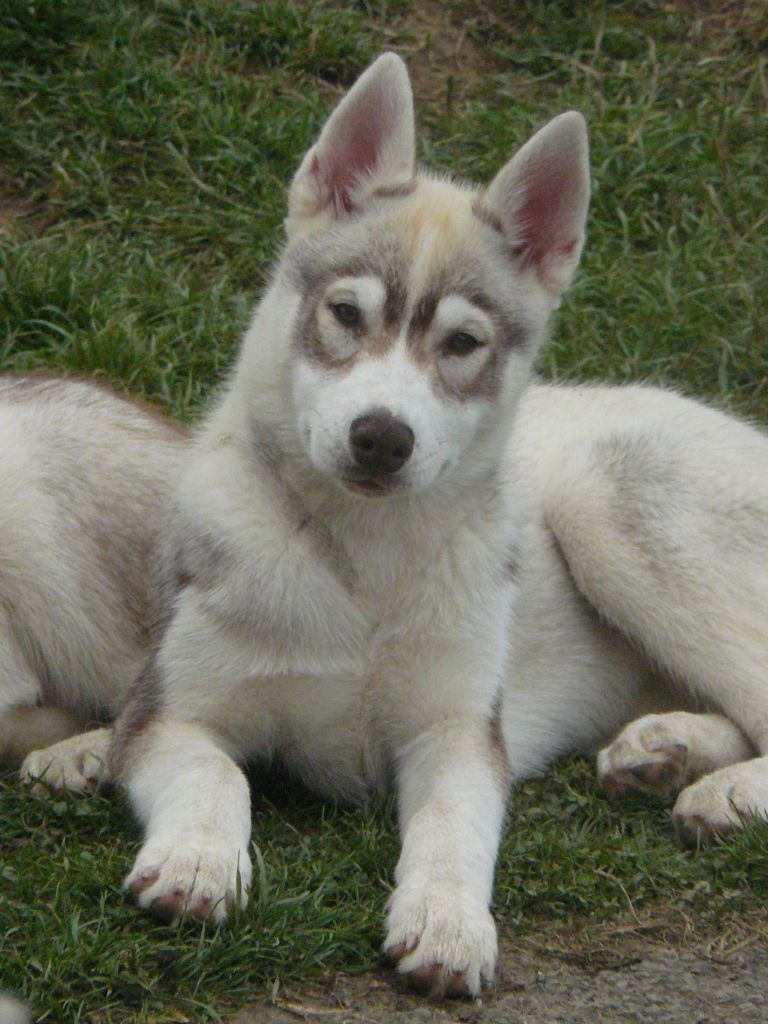 Of Wolf's Sun - Chiot disponible  - Siberian Husky