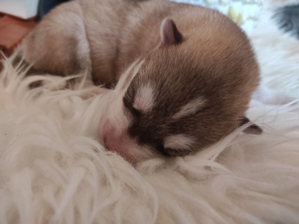 Of Wolf's Sun - Chiot disponible  - Siberian Husky
