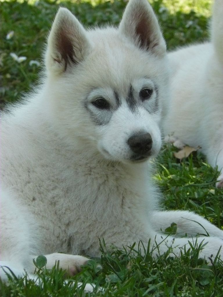 Of Wolf's Sun - Chiot disponible  - Siberian Husky
